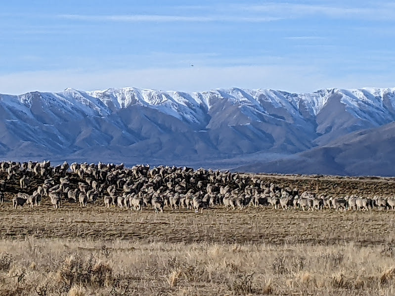 Behind the Wool: Our Visit to see New Zealand's Merino Sheep